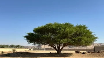 الأشجار المعمرة بالمملكة: اكتشاف كنوز طبيعية نادرة في أكثر من 550 موقعًا